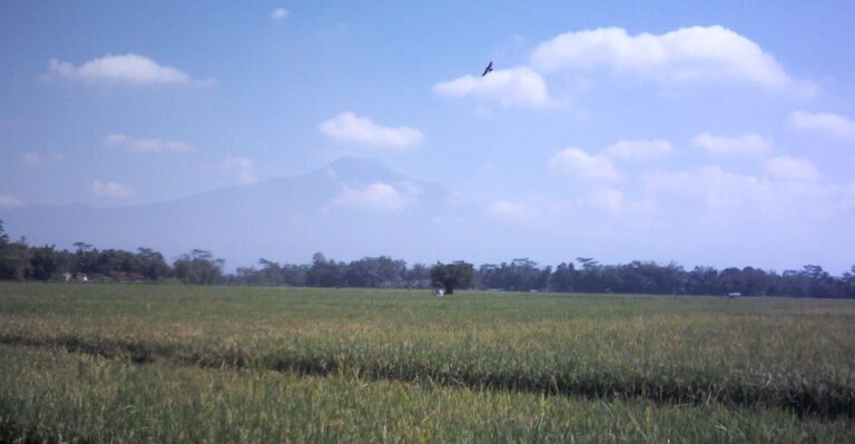 Pemandangan desa Jompo Kulon Sokaraja dari jauh