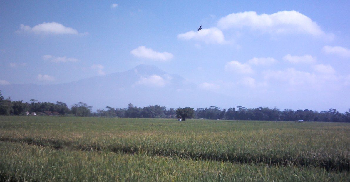 Pemandangan desa Jompo Kulon Sokaraja dari jauh