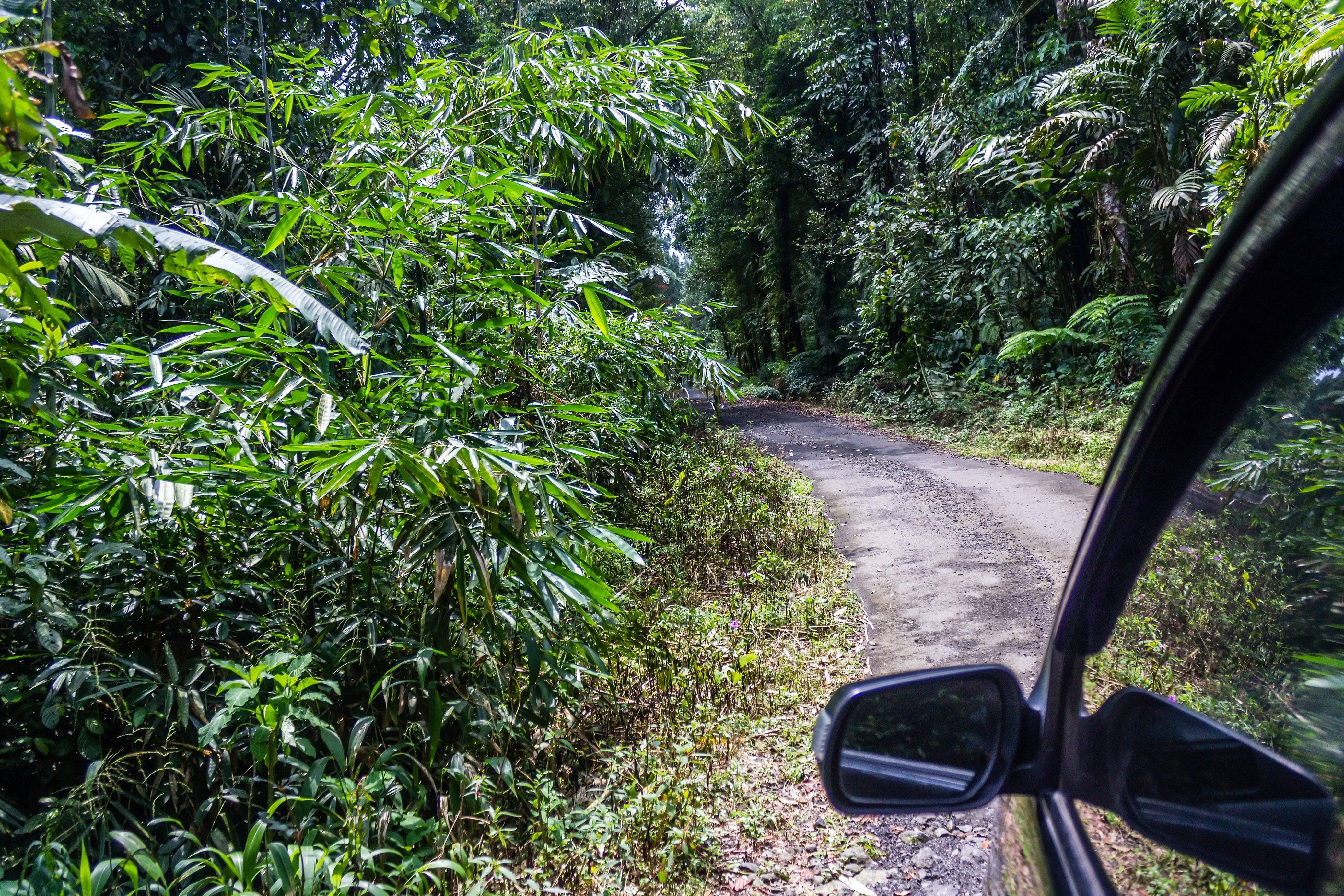 Jalan hutan menuju Telaga Sunyi Baturaden